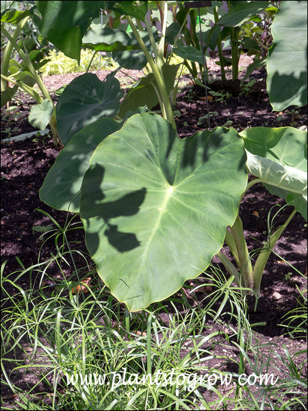This leaf was about 2 by 3.  I have seen pictures of them being3-4 by 6-7 feet.  Don't know if they will get that big in zone #5.